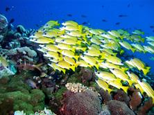 Layang Layang, Borneo Dive Holiday, Malaysia 